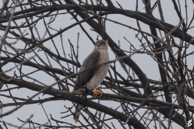 Esparvero Estriado (Accipiter striatus), fotografiada por Félix Santiago