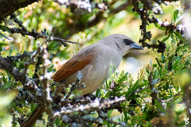 Tordo Músico (Agelaioides badius), fotografiada por Félix Santiago