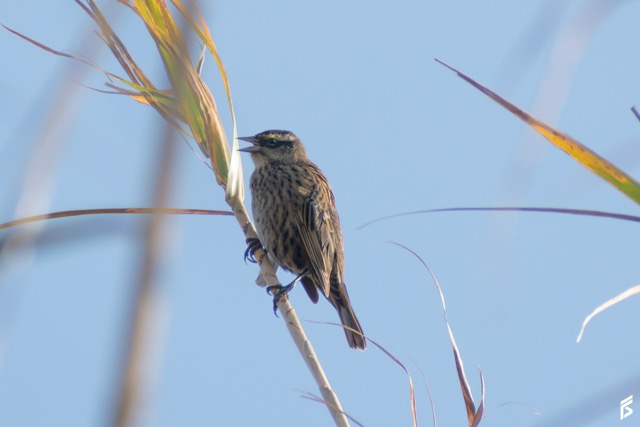 Varillero Ala Amarilla (Agelasticus thilius), fotografiada por Félix Santiago
