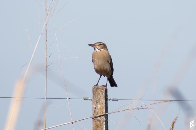 Gaucho Pardo (Agriornis micropterus), fotografiada por Félix Santiago