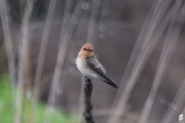 Golondrina Cabeza Rojiza (Alopochelidon fucata), fotografiada por Félix Santiago