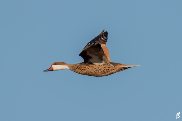 Pato Gargantilla (Anas bahamensis), fotografiada por Félix Santiago