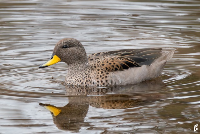 Pato Barcino (Anas flavirostris), fotografiada por Félix Santiago