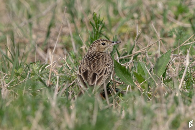 Cachirla Chica (Anthus chii), fotografiada por Félix Santiago