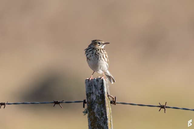 Cachirla Goteada (Anthus correndera), fotografiada por Félix Santiago