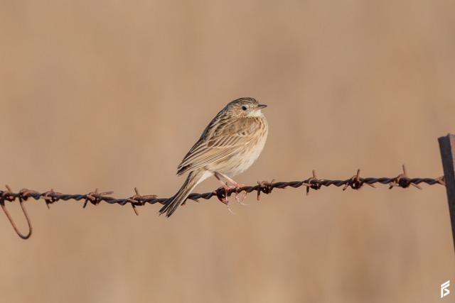 Cachirla Pálida (Anthus hellmayri), fotografiada por Félix Santiago