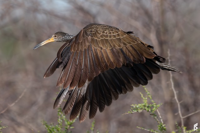 Carau (Aramus guarauna), fotografiada por Félix Santiago