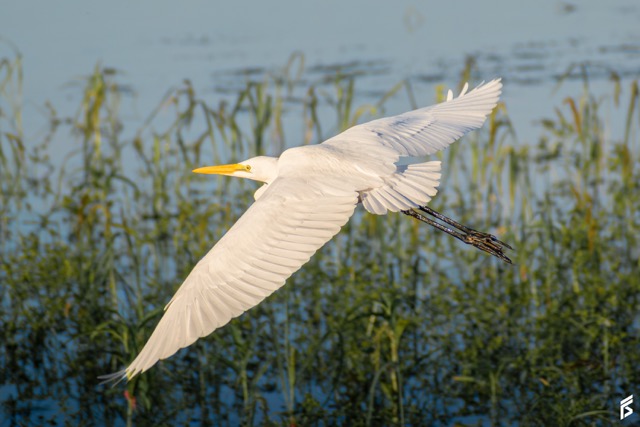Garza Blanca (Ardea alba), fotografiada por Félix Santiago