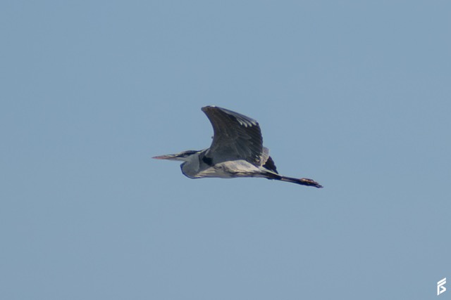 Garza Mora (Ardea cocoi), fotografiada por Félix Santiago