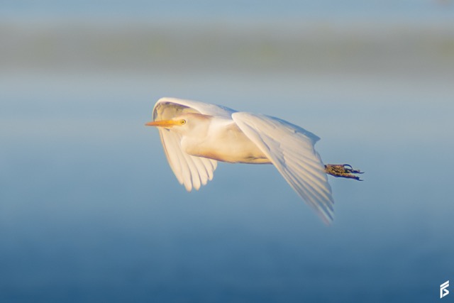 Garcita Bueyera (Ardea ibis), fotografiada por Félix Santiago
