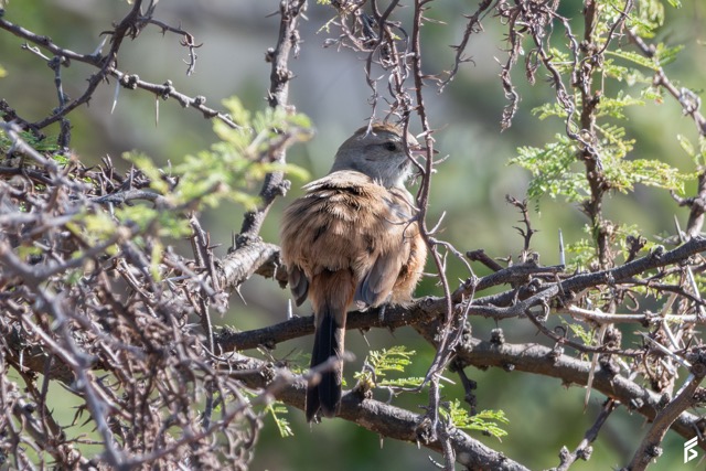 Canastero Chaqueño (Asthenes baeri), fotografiada por Félix Santiago