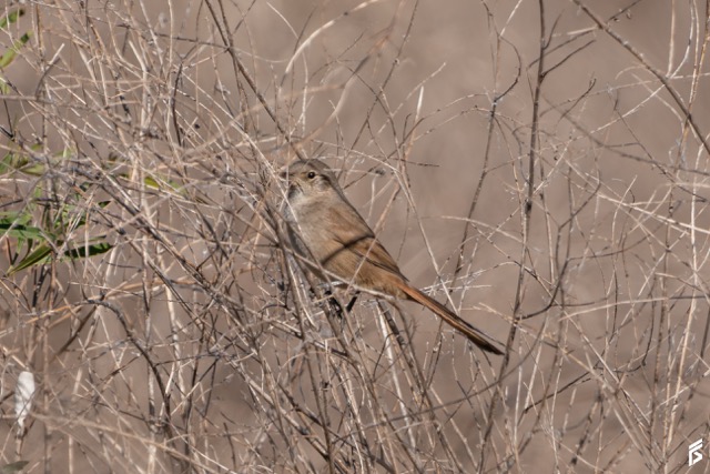 Canastero Coludo (Asthenes pyrrholeuca), fotografiada por Félix Santiago