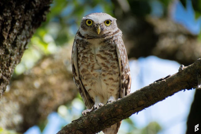 Lechucita Vizcachera (Athene cunicularia), fotografiada por Félix Santiago