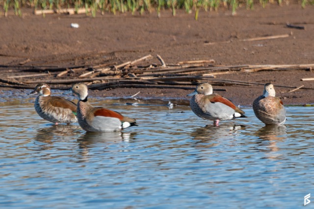 Pato de Collar (Callonetta leucophrys), fotografiada por Félix Santiago