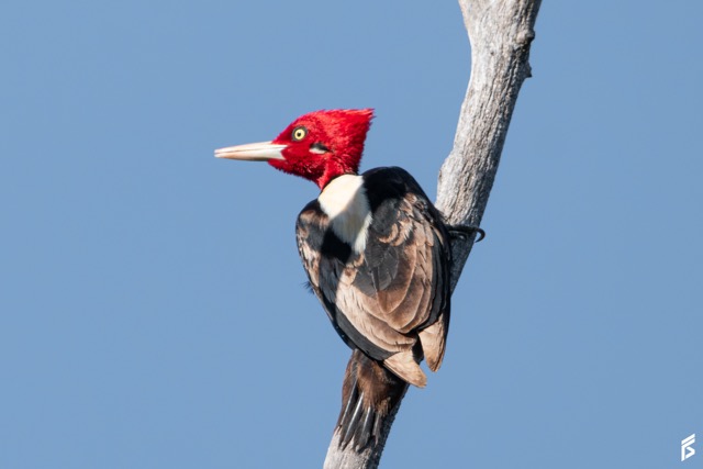 Carpintero Lomo Blanco (Campephilus leucopogon), fotografiada por Félix Santiago