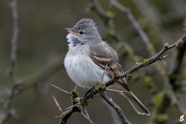 Piojito Silbón (Camptostoma obsoletum), fotografiada por Félix Santiago