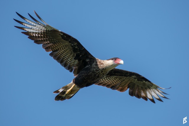 Carancho (Caracara plancus), fotografiada por Félix Santiago