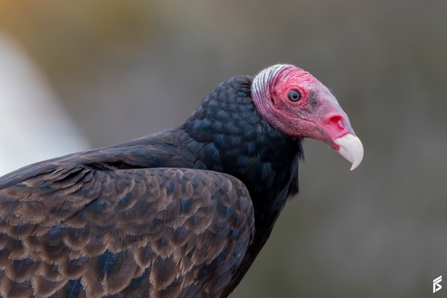 Jote Cabeza Colorada (Cathartes aura), fotografiada por Félix Santiago