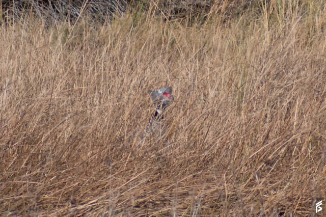 Chajá (Chauna torquata), fotografiada por Félix Santiago en Argentina