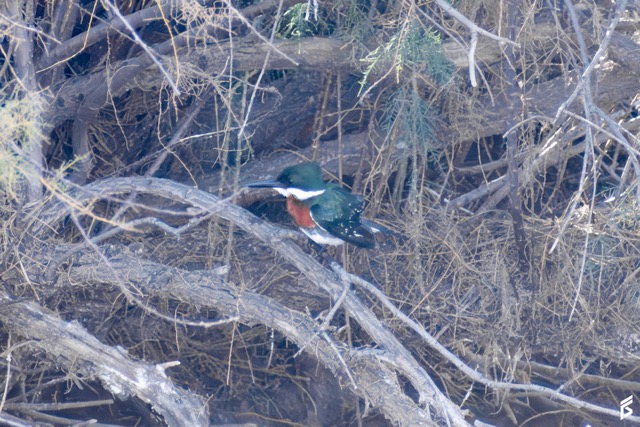Martín Pescador Chico (Chloroceryle americana), fotografiada por Félix Santiago