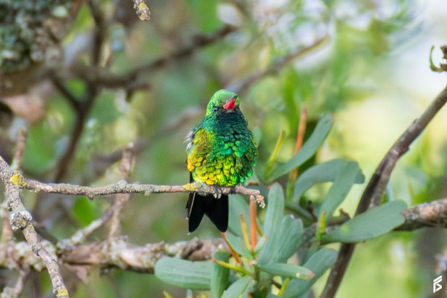 Picaflor Verde (Chlorostilbon lucidus), fotografiada por Félix Santiago