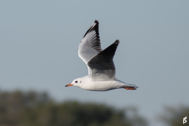 Gaviota Capucho Café (Chroicocephalus maculipennis), fotografiada por Félix Santiago