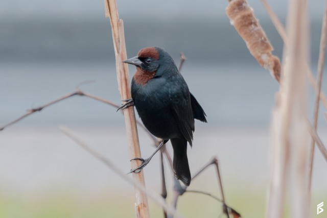 Varillero Congo (Chrysomus ruficapillus), fotografiada por Félix Santiago