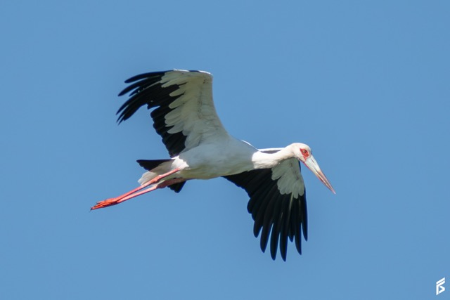 Cigüeña Americana (Ciconia maguari), fotografiada por Félix Santiago
