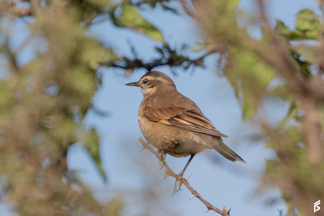 Remolinera Parda (Cinclodes fuscus), fotografiada por Félix Santiago