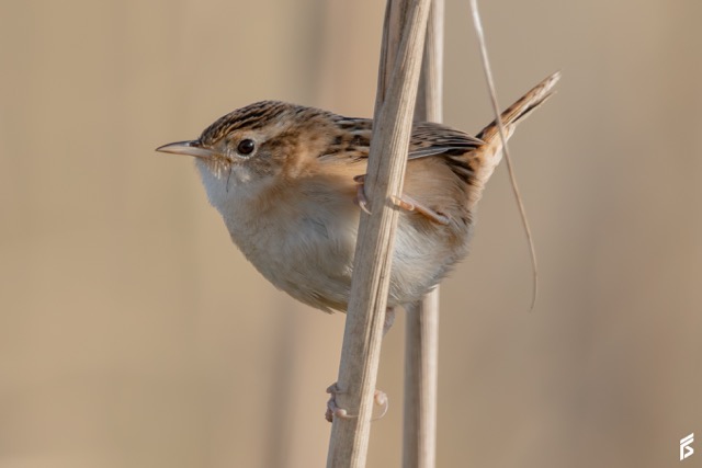 Ratona Aperdizada (Cistothorus platensis), fotografiada por Félix Santiago