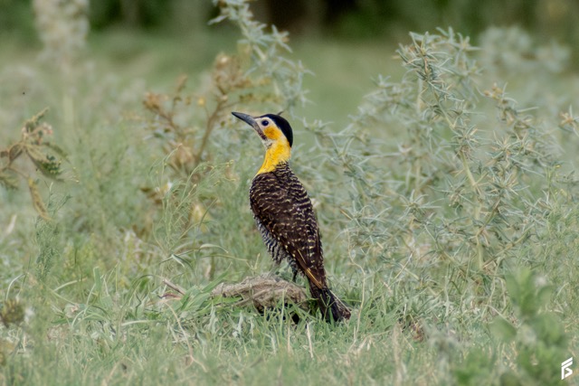 Carpintero Campestre (Colaptes campestris), fotografiada por Félix Santiago