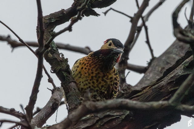 Carpintero Real (Colaptes melanochloros), fotografiada por Félix Santiago