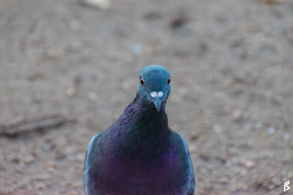 Paloma Bravía (Columba livia), fotografiada por Félix Santiago