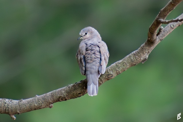 Torcacita Picuí (Columbina picui), fotografiada por Félix Santiago