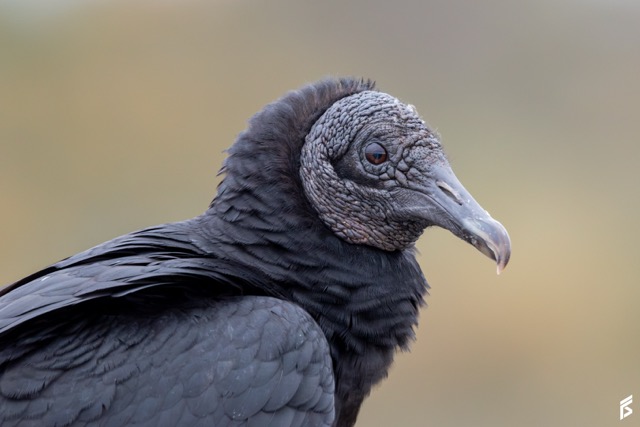 Jote Cabeza Negra (Coragyps atratus), fotografiada por Félix Santiago