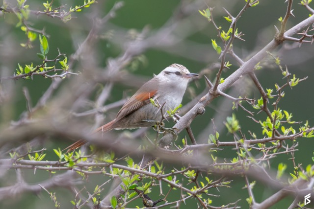 Curutié Blanco (Cranioleuca pyrrhophia), fotografiada por Félix Santiago