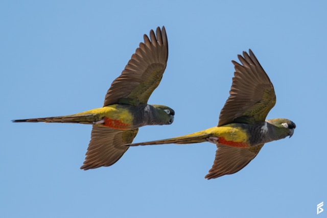 Loro Barranquero (Cyanoliseus patagonus), fotografiada por Félix Santiago