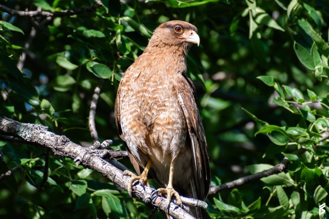 Chimango (Daptrius chimango), fotografiada por Félix Santiago