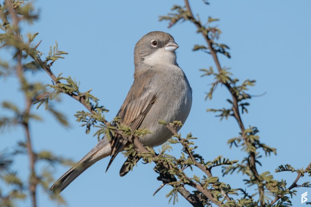 Diuca (Diuca diuca), fotografiada por Félix Santiago