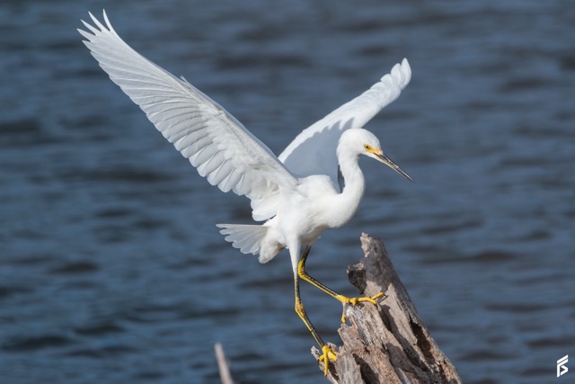 Garcita Blanca (Egretta thula), fotografiada por Félix Santiago