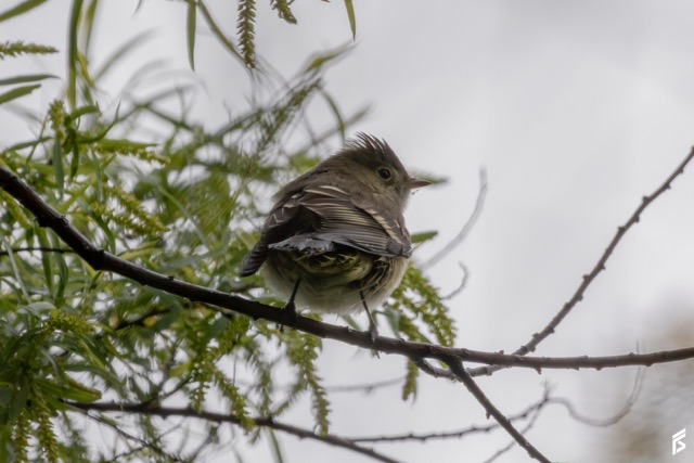 Fiofío Silbón (Elaenia albiceps), fotografiada por Félix Santiago