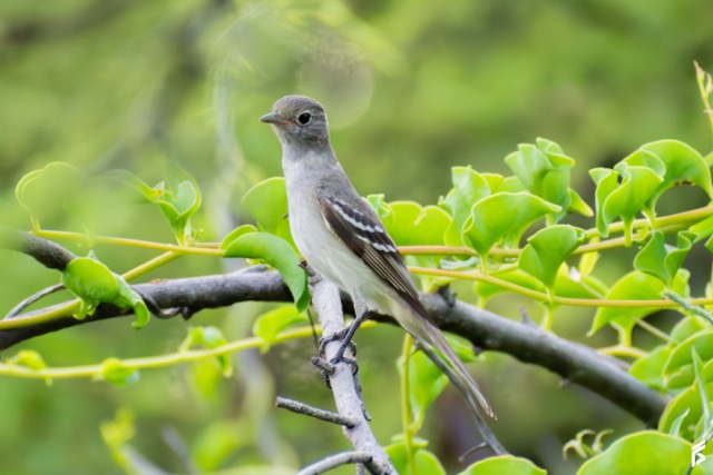 Fiofío Pico Corto (Elaenia parvirostris), fotografiada por Félix Santiago