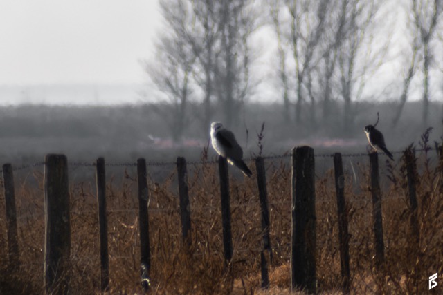 Milano Blanco (Elanus leucurus), fotografiada por Félix Santiago