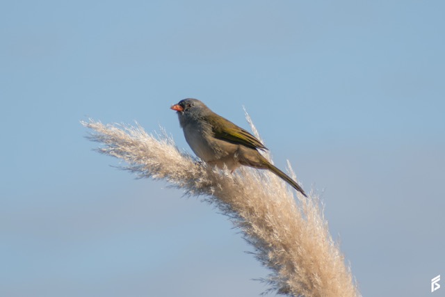 Verdón (Embernagra platensis), fotografiada por Félix Santiago en Argentina