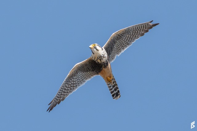 Halcón Plomizo (Falco femoralis), fotografiada por Félix Santiago