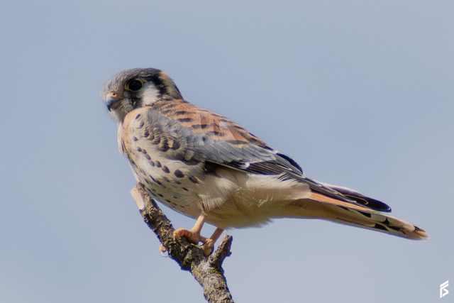 Halconcito Colorado (Falco sparverius), fotografiada por Félix Santiago