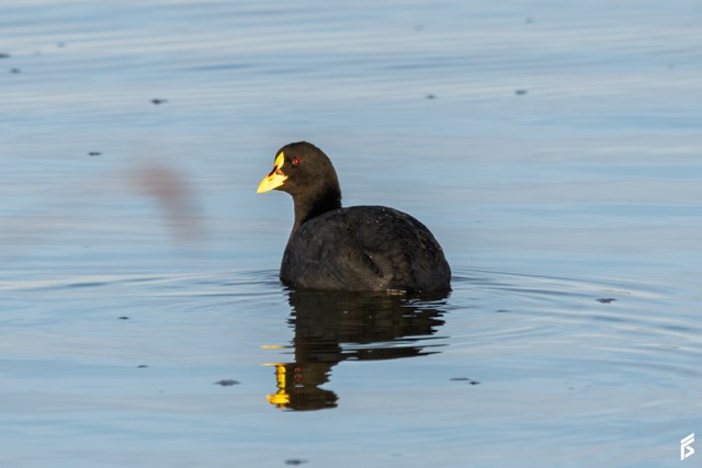 Gallareta Ligas Rojas (Fulica armillata), fotografiada por Félix Santiago