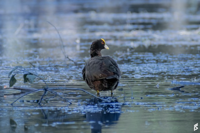 Gallareta Chica (Fulica leucoptera), fotografiada por Félix Santiago
