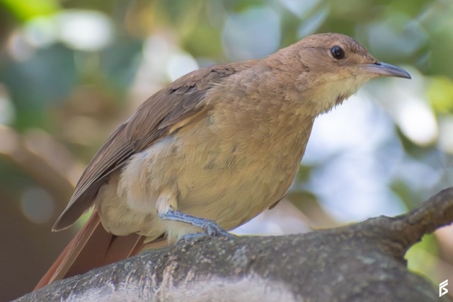 Hornero (Furnarius rufus), fotografiada por Félix Santiago