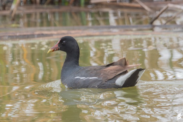 Pollona Negra (Gallinula galeata), fotografiada por Félix Santiago